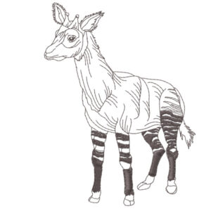 364 - Okapi
