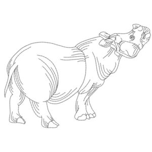 367 - Hippopotame
