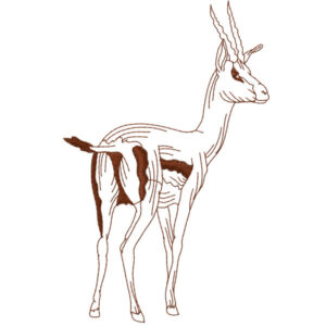 370 - Antilope
