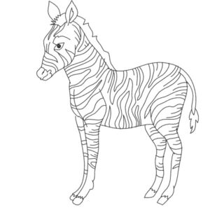 374 - Zèbre