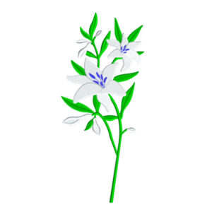 478 - Grande branche de lys
