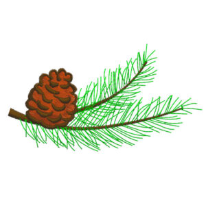 495 - Branche de pin