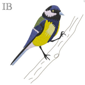 551 - Mésange bleue