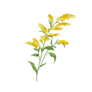 585 - Fleur 20